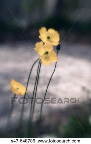 Icelandic Poppies. Papaver nudicaule. March 2006, Maryland, USA View Large Photo Image Stock Photograph - Icelandic Poppies. Papaver nudicaule. March 2006, Maryland, USA. Fotosearch