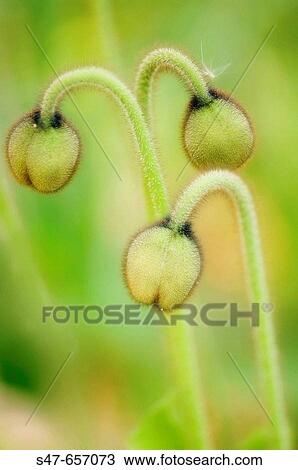 Stock Image - Icelandic Poppy Buds. Papaver nudicaule. March 2007. South Carolina, USA. Fotosearch