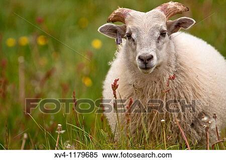 Icelandic sheep at peninsula of Vatnses North Iceland View Large Photo Image Stock Photography - Icelandic sheep at peninsula of Vatnses North Iceland. Fotosearch