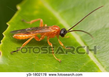 Ichneumon Wasp Theronia hilaris - Male, West Harrison, Westchester County, New York, USA View Large Photo Image Stock Photo - Ichneumon Wasp Theronia hilaris - Male, West Harrison, Westchester County, New York, USA. Fotosearch