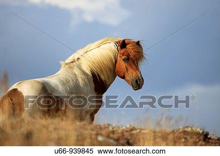 Iclandic horse,? land, Sweden View Large Photo Image Stock Photography - Iclandic horse,? land, Sweden. Fotosearch