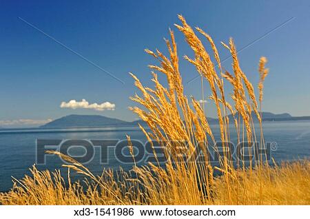Idaho fescue Festuca idahoensis grass, East Point, Saturna Island, British Columbia, Canada View Large Photo Image Stock Photograph - Idaho fescue Festuca idahoensis grass, East Point, Saturna Island, British Columbia, Canada. Fotosearch