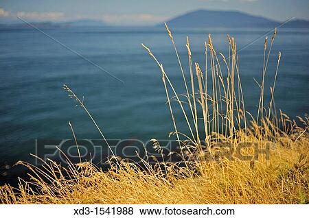 Idaho fescue (Festuca idahoensis) grass, East Point, Saturna Island, British Columbia, Canada View Large Photo Image Stock Photo - Idaho fescue (Festuca idahoensis) grass, East Point, Saturna Island, British Columbia, Canada. Fotosearch
