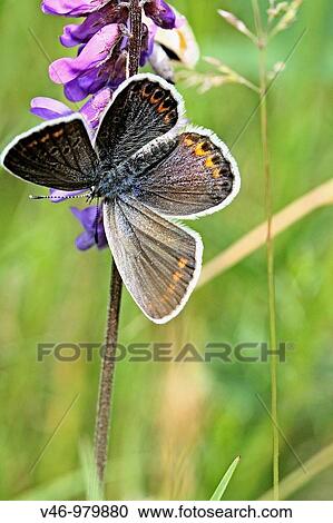 Idas Blue, plebejus idas on a dried twig Male From back, showing upper wings Broad dark bands on edges of wings and the orange crown markings on the lower back wings View Large Photo Image Stock Image - Idas Blue, plebejus idas on a dried twig Male From back, showing upper wings Broad dark bands on edges of wings and the orange crown markings on the lower back wings. Fotosearch