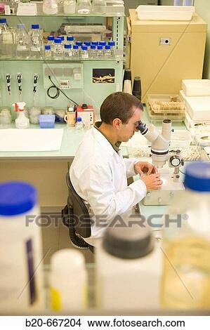 Picture - Identification of cyst nematodes in soil. Neiker Tecnalia, Instituto de Investigaci? n y Desarrollo Agrario, Ganadero, Forestal y del Medio Natural, Arkaute, Alava, Euskadi, Spain.. Fotosearch