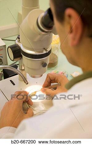 Identification of cyst nematodes in soil. Neiker Tecnalia, Instituto de Investigaci? n y Desarrollo Agrario, Ganadero, Forestal y del Medio Natural, Arkaute, Alava, Euskadi, Spain. View Large Photo Image Stock Image - Identification of cyst nematodes in soil. Neiker Tecnalia, Instituto de Investigaci? n y Desarrollo Agrario, Ganadero, Forestal y del Medio Natural, Arkaute, Alava, Euskadi, Spain.. Fotosearch