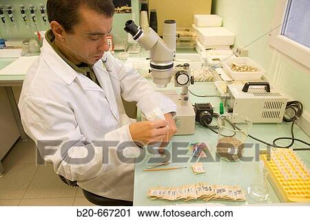 Stock Image - Identification of cyst nematodes in soil. Neiker Tecnalia, Instituto de Investigaci? n y Desarrollo Agrario, Ganadero, Forestal y del Medio Natural, Arkaute, Alava, Euskadi, Spain.. Fotosearch