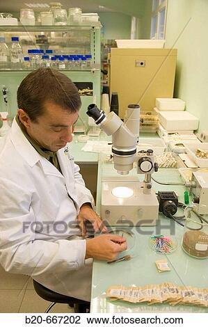 Identification of cyst nematodes in soil. Neiker Tecnalia, Instituto de Investigaci? n y Desarrollo Agrario, Ganadero, Forestal y del Medio Natural, Arkaute, Alava, Euskadi, Spain. View Large Photo Image Stock Image - Identification of cyst nematodes in soil. Neiker Tecnalia, Instituto de Investigaci? n y Desarrollo Agrario, Ganadero, Forestal y del Medio Natural, Arkaute, Alava, Euskadi, Spain.. Fotosearch