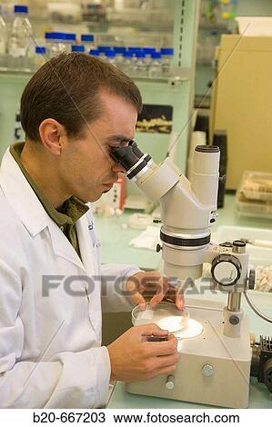 Identification of cyst nematodes in soil. Neiker Tecnalia, Instituto de Investigaci? n y Desarrollo Agrario, Ganadero, Forestal y del Medio Natural, Arkaute, Alava, Euskadi, Spain. View Large Photo Image Stock Image - Identification of cyst nematodes in soil. Neiker Tecnalia, Instituto de Investigaci? n y Desarrollo Agrario, Ganadero, Forestal y del Medio Natural, Arkaute, Alava, Euskadi, Spain.. Fotosearch