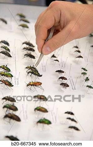 Stock Photography - Identification of forest beetles (Coleoptera Carabidae), Entomology box, Entomology Laboratory, Neiker Tecnalia, Instituto de Investigaci? n y Desarrollo Agrario, Ganadero, Forestal y del Medio Natural, Arkaute, Alava, Euskadi, Spain.. Fotosearch