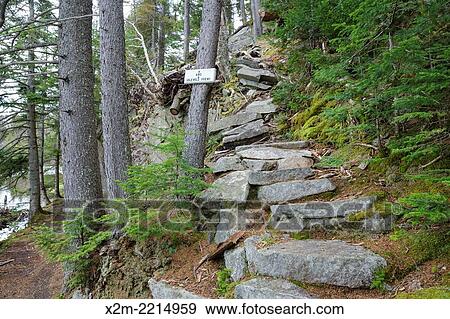 Idlewild along the Saco Lake Trail in Crawford Notch State Park of New Hampshire USA. View Large Photo Image Stock Photo - Idlewild along the Saco Lake Trail in Crawford Notch State Park of New Hampshire USA.. Fotosearch
