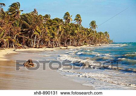 Iguana Beach, Little Corn Island, Corn Islands, Nicaragua View Large Photo Image Stock Image - Iguana Beach, Little Corn Island, Corn Islands, Nicaragua. Fotosearch