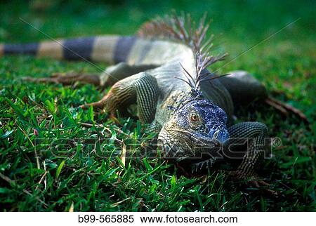 Iguana, Tilajari resort, Costa Rica. View Large Photo Image Stock Photography - Iguana, Tilajari resort, Costa Rica.. Fotosearch