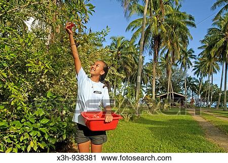 ile de Raiatea, iles de la Societe, archipel de la Polynesie francaise, ocean pacifique sud View Large Photo Image Stock Image - ile de Raiatea, iles de la Societe, archipel de la Polynesie francaise, ocean pacifique sud. Fotosearch