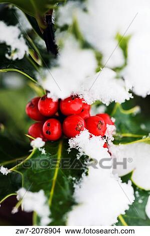 Picture - Ilex, Holly close up with snow.. Fotosearch