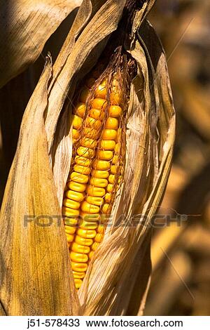 Illinois, McHenry County, ripe ear of corn with shucks pulled back on corn stalk, gold kernels View Large Photo Image Stock Image - Illinois, McHenry County, ripe ear of corn with shucks pulled back on corn stalk, gold kernels. Fotosearch