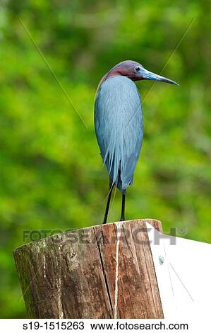 Immature Blue Heron, Caddo Lake, Texas, USA View Large Photo Image Stock Image - Immature Blue Heron, Caddo Lake, Texas, USA. Fotosearch