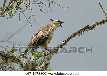 Immature Crested Hawk Eagle Nisaetus cirrhatus. View Large Photo Image Stock Image - Immature Crested Hawk Eagle Nisaetus cirrhatus.. Fotosearch