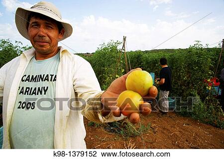 Immigrant farmers Ariany Es Pla Mallorca Illes Balears Spain. View Large Photo Image Stock Image - Immigrant farmers Ariany Es Pla Mallorca Illes Balears Spain.. Fotosearch