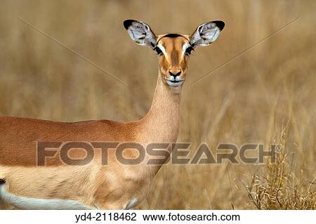 Stock Image - Impala (Aepiceros melampus), Kruger National Park, South Africa.. Fotosearch