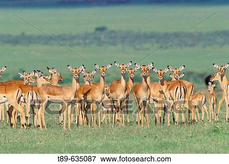 Impala (Aepyceros melampus) Africa, Kenya, Masai Mara Game Reserve. View Large Photo Image Stock Photo - Impala (Aepyceros melampus) Africa, Kenya, Masai Mara Game Reserve.. Fotosearch