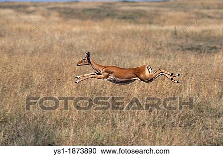 Impala, aepyceros melampus, Female running through Savannah, Masai Mara Park in Kenya View Large Photo Image Stock Image - Impala, aepyceros melampus, Female running through Savannah, Masai Mara Park in Kenya. Fotosearch
