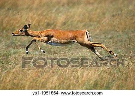 Picture - Impala, aepyceros melampus, Femelle running, Masai Mara Park in Kenya.. Fotosearch