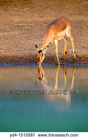 Impala Aepyceros melampus, in the waterhole, Kruger National Park, South Africa View Large Photo Image Stock Image - Impala Aepyceros melampus, in the waterhole, Kruger National Park, South Africa. Fotosearch