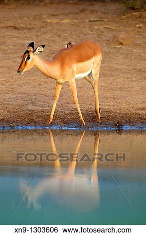 Impala Aepyceros melampus, in the waterhole, Kruger National Park, South Africa View Large Photo Image Stock Photograph - Impala Aepyceros melampus, in the waterhole, Kruger National Park, South Africa. Fotosearch