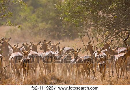 Impala (Aepyceros melampus), Kenya, Africa View Large Photo Image Stock Photo - Impala (Aepyceros melampus), Kenya, Africa. Fotosearch