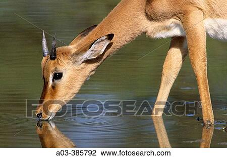 Impala (Aepyceros melampus) Kruger National Park, South Africa View Large Photo Image Stock Image - Impala (Aepyceros melampus) Kruger National Park, South Africa. Fotosearch