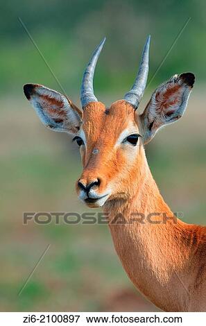 Impala, Aepyceros melampus, Kruger National Park, South Africa. View Large Photo Image Stock Photo - Impala, Aepyceros melampus, Kruger National Park, South Africa.. Fotosearch