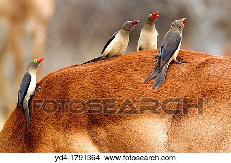 Impala aepyceros melampus melampus, and a Redbilled Oxpecker Buphagus erythrorhynchus, on Impala's back Kruger National Park, South Africa View Large Photo Image Picture - Impala aepyceros melampus melampus, and a Redbilled Oxpecker Buphagus erythrorhynchus, on Impala's back Kruger National Park, South Africa. Fotosearch