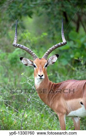 Impala, Aepyceros melampus, portrait of a male, Lake Mburo National Park, Uganda View Large Photo Image Stock Image - Impala, Aepyceros melampus, portrait of a male, Lake Mburo National Park, Uganda. Fotosearch