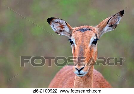 Impala, Aepyceros melampus, walking in the rain, Kruger National Park, South Africa. View Large Photo Image Stock Image - Impala, Aepyceros melampus, walking in the rain, Kruger National Park, South Africa.. Fotosearch