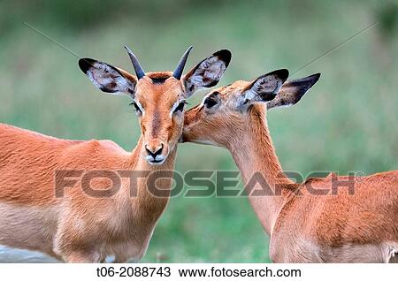 Impala (Aepyceros melampus), young male grooming a female, Nakuru National Park, Kenya, Africa, October. View Large Photo Image Stock Image - Impala (Aepyceros melampus), young male grooming a female, Nakuru National Park, Kenya, Africa, October.. Fotosearch