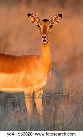 Impala Antidorcas melampus melampus, Kruger National Park, South Africa View Large Photo Image Stock Image - Impala Antidorcas melampus melampus, Kruger National Park, South Africa. Fotosearch