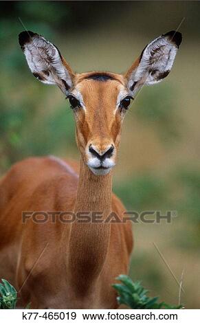 Impala, female (Aepyceros melampus). Samburu W. R., Kenya View Large Photo Image Stock Photo - Impala, female (Aepyceros melampus). Samburu W. R., Kenya. Fotosearch