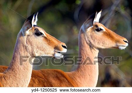Impalas Aepyceros melampus - Females, Kruger National Park, South Africa View Large Photo Image Stock Photography - Impalas Aepyceros melampus - Females, Kruger National Park, South Africa. Fotosearch