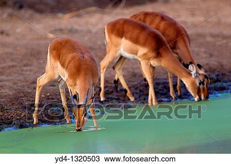 Stock Image - Impalas Aepyceros melampus, in the waterhole, Kruger National Park, South Africa. Fotosearch