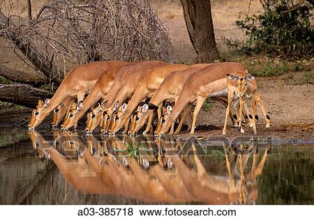Impalas (Aepyceros melampus). Kruger National Park. South Africa View Large Photo Image Stock Photo - Impalas (Aepyceros melampus). Kruger National Park. South Africa. Fotosearch