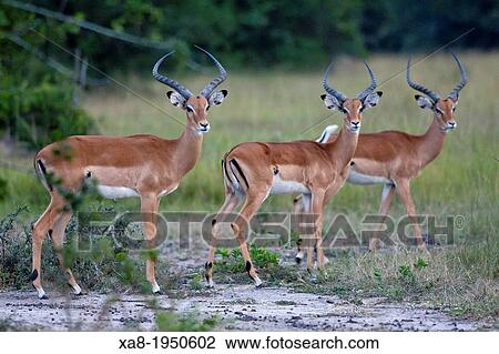 Stock Image - Impalas in Queen Elizabeth National Park, Uganda. Fotosearch
