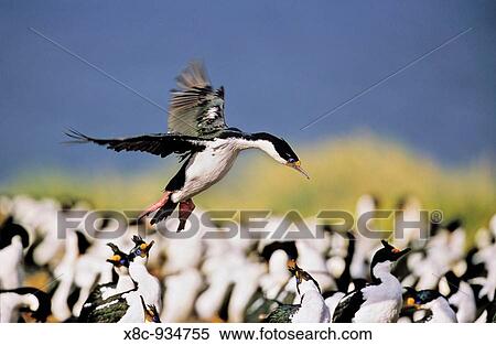 Imperial Shag or King Shag Phalacrocorax atriceps albiventer on the Falkland Islands, landing in a dense colony Antarctica, Subantarctica, Falkland Islands, Bleaker Island, October 2003 View Large Photo Image Stock Photography - Imperial Shag or King Shag Phalacrocorax atriceps albiventer on the Falkland Islands, landing in a dense colony Antarctica, Subantarctica, Falkland Islands, Bleaker Island, October 2003. Fotosearch