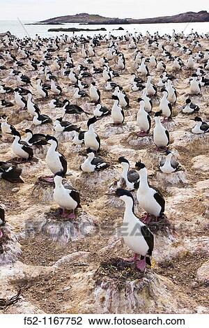 Imperial Shag (Phalacrocorax atriceps), Patagonia, Argentina View Large Photo Image Stock Image - Imperial Shag (Phalacrocorax atriceps), Patagonia, Argentina. Fotosearch