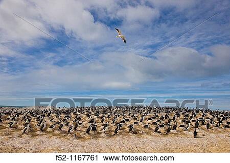 Imperial Shag (Phalacrocorax atriceps), Patagonia, Argentina View Large Photo Image Stock Image - Imperial Shag (Phalacrocorax atriceps), Patagonia, Argentina. Fotosearch