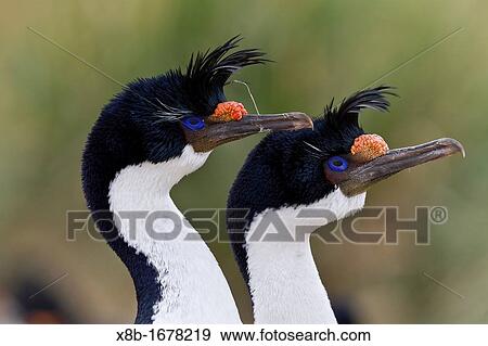 Stock Photo - Imperial Shag Phalacrocorax atriceps atriceps pair exhibiting courtship behavior and intense breeding plumage note blue eye ring and orange corruncles from breeding colony on New Island in the Falkland Islands, South Atlantic Ocean. Fotosearch
