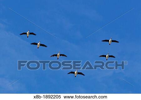 Stock Photography - Imperial Shags Phalacrocorax atriceps albiventer in flight over breeding colony on New Island in the Falkland Islands, South Atlantic Ocean. Fotosearch