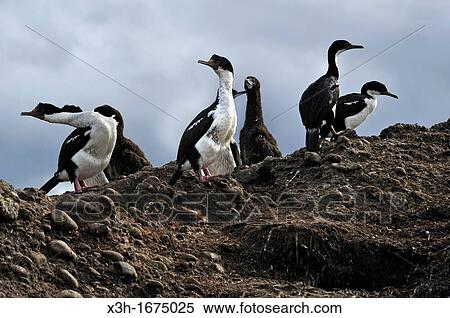 imperial shags, Tucker islets, Whiteside channel, Tierra del Fuego, Patagonia, Chile, South America View Large Photo Image Stock Photography - imperial shags, Tucker islets, Whiteside channel, Tierra del Fuego, Patagonia, Chile, South America. Fotosearch