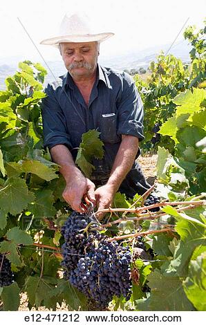 Stock Image - In a village called Dafnes, located in the surrounding mountains of the main city, Heraklion, a wine maker gathering grapes. Crete. Greece.. Fotosearch