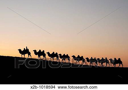 Picture - In October 2009, China's Inner Mongolia Autonomous Region EJINAQI, camel train. Fotosearch